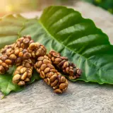 Chicchi di caffè kopi luwak aggregati su una foglia verde, con luce solare soffusa.