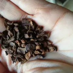 Mano che tiene chicchi di caffè di cicoria tostata. Informati sui caffè di cicoria controindicazioni prima di consumarlo.