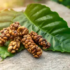 Chicchi di caffè kopi luwak aggregati su una foglia verde, con luce solare soffusa.