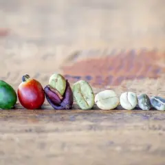 La linea di chicchi di caffè mostra il processo: dal verde acerbo al rosso maturo, fino ai chicchi tostati. Ecco cos'è il caffè.