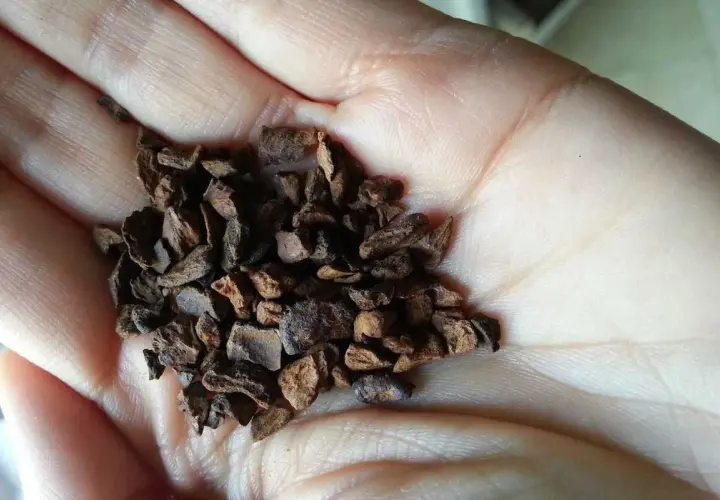 Mano che tiene chicchi di caffè di cicoria tostata. Informati sui caffè di cicoria controindicazioni prima di consumarlo.