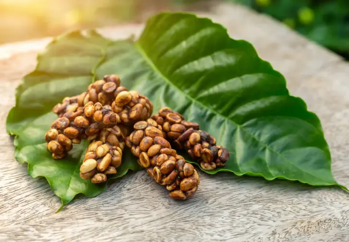 Chicchi di caffè kopi luwak aggregati su una foglia verde, con luce solare soffusa.