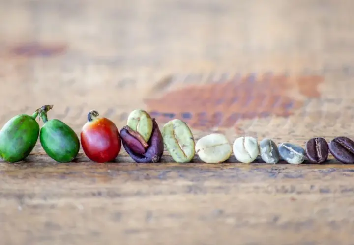 La linea di chicchi di caffè mostra il processo: dal verde acerbo al rosso maturo, fino ai chicchi tostati. Ecco cos'è il caffè.
