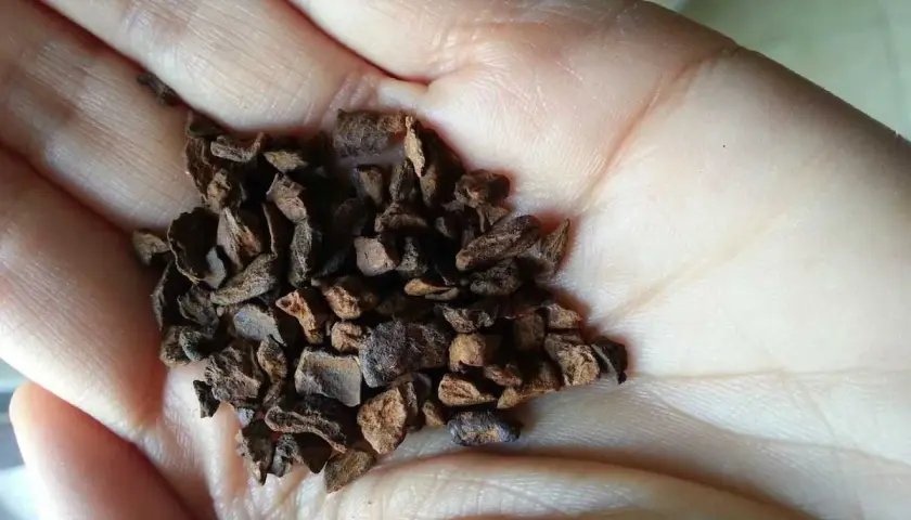 Mano che tiene chicchi di caffè di cicoria tostata. Informati sui caffè di cicoria controindicazioni prima di consumarlo.