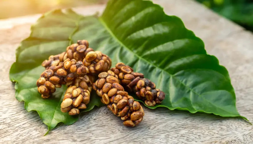 Chicchi di caffè kopi luwak aggregati su una foglia verde, con luce solare soffusa.