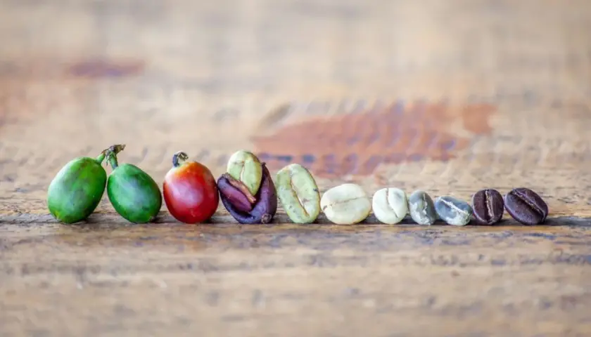 La linea di chicchi di caffè mostra il processo: dal verde acerbo al rosso maturo, fino ai chicchi tostati. Ecco cos'è il caffè.