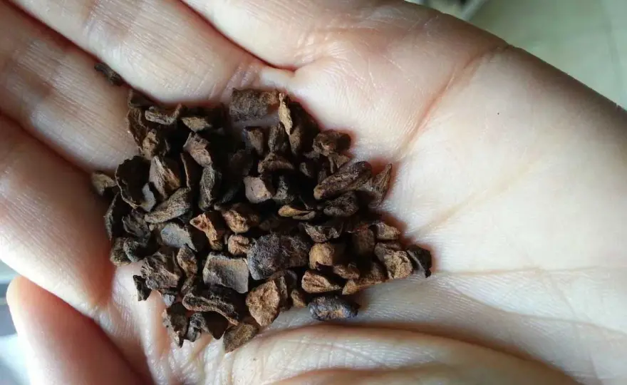 Caffè di cicoria - Controindicazioni e chi dovrebbe evitarlo
