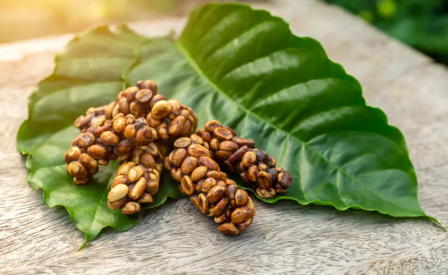Kopi luwak, quanto vale davvero e come riconoscerlo