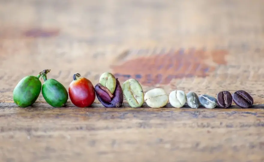 Il Caffè - Dalla Pianta alla Tazzina: La Guida Definitiva