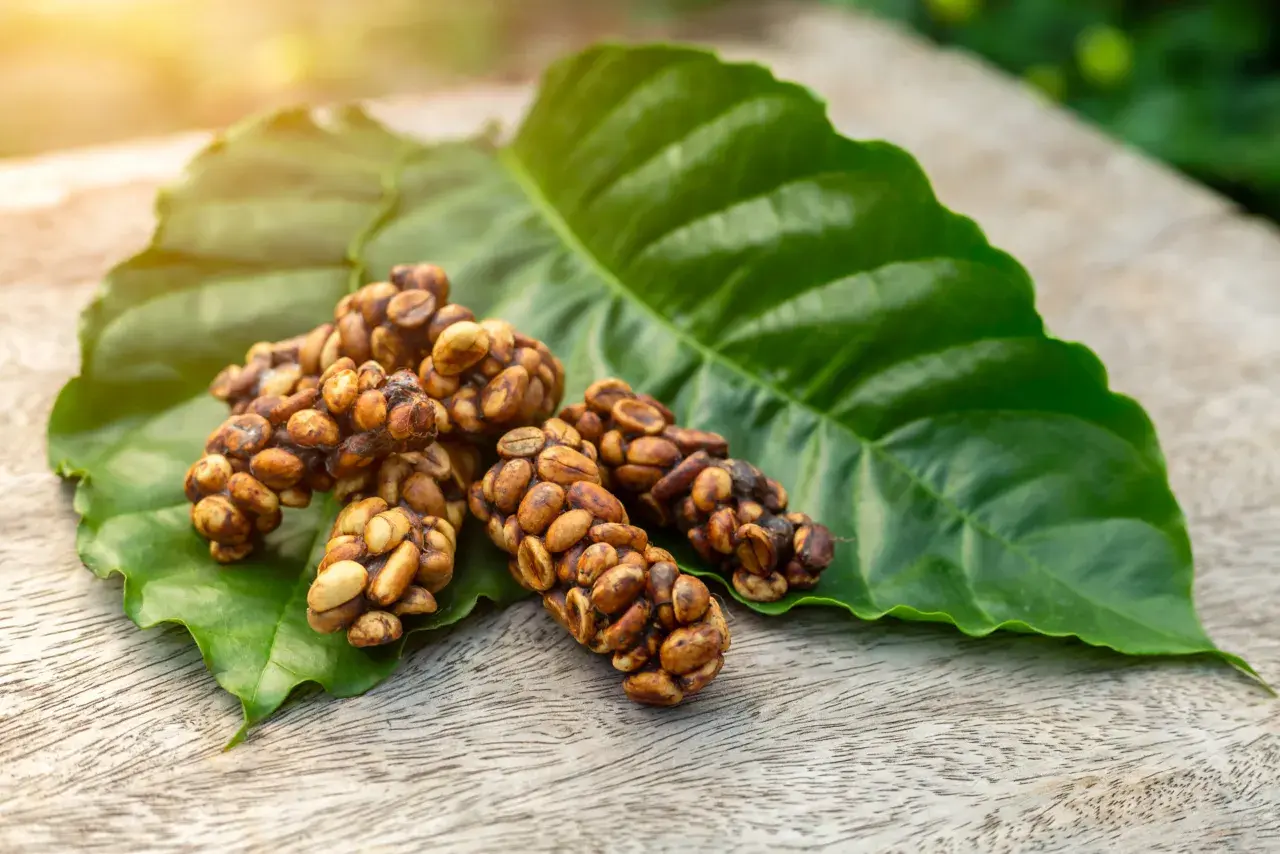 Chicchi di caffè kopi luwak aggregati su una foglia verde, con luce solare soffusa.