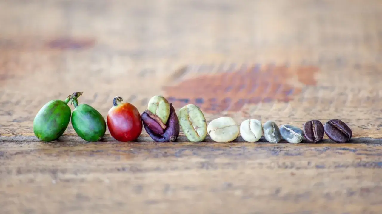 La linea di chicchi di caffè mostra il processo: dal verde acerbo al rosso maturo, fino ai chicchi tostati. Ecco cos'è il caffè.