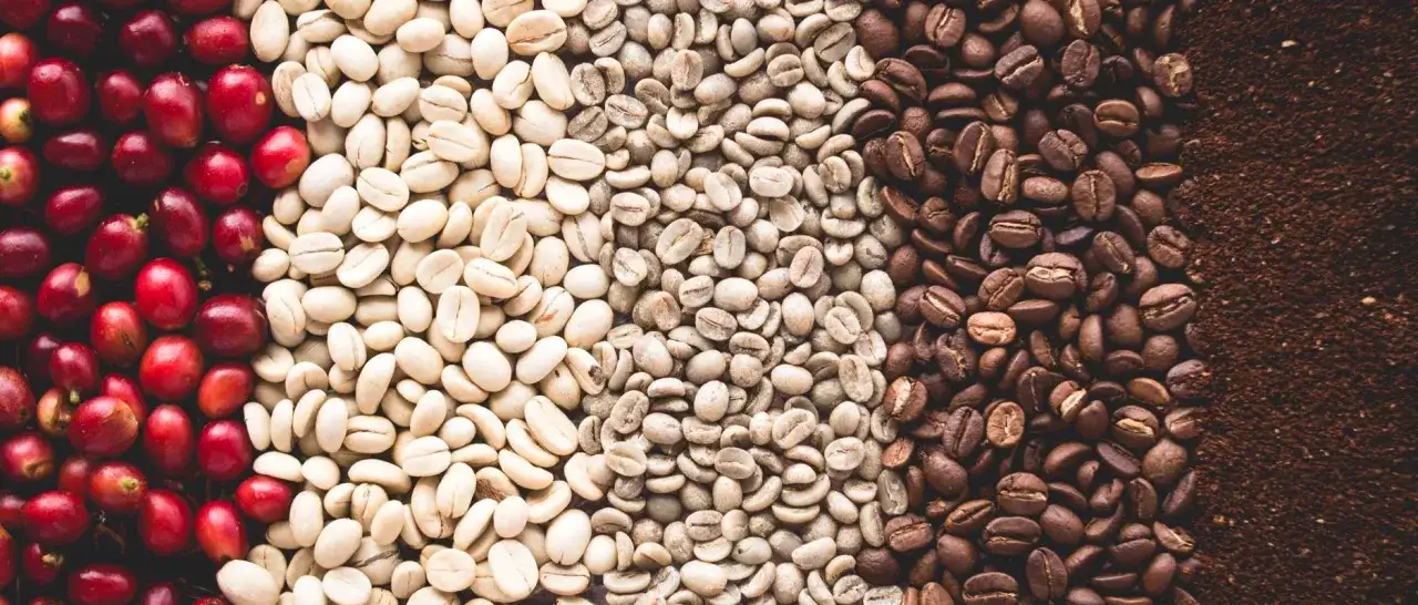 Dalle ciliegie rosse ai chicchi tostati e macinati, un viaggio visivo che spiega cos'&egrave; il caff&egrave;.