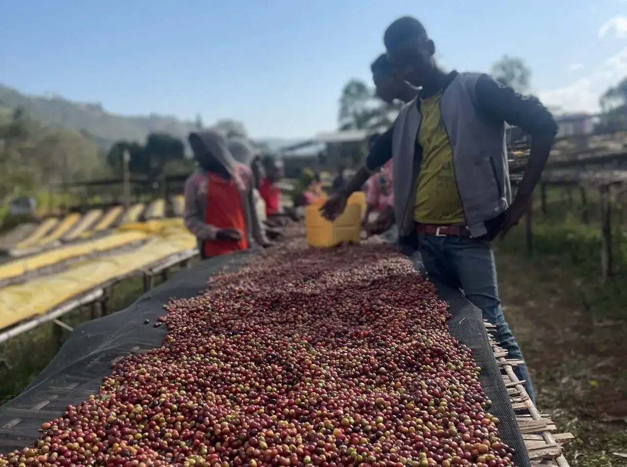 Donne lavorano al sole, stendendo chicchi di caff&egrave; rossi e verdi su un telo. Il processo di essiccazione del caff&egrave; &egrave; un momento cruciale.