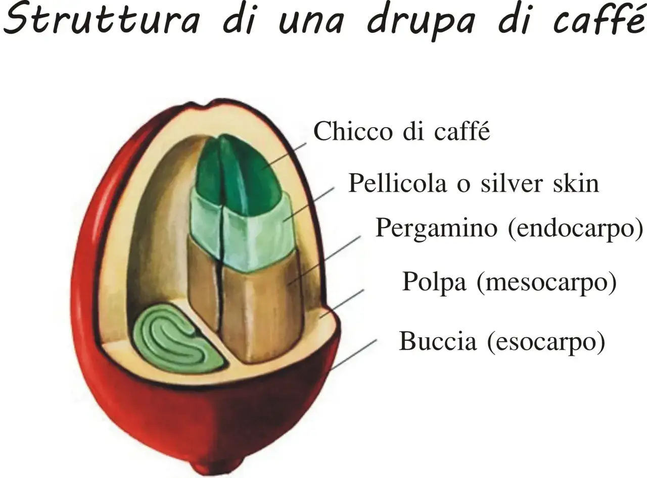 Sezione di una drupa di caff&egrave; che mostra i suoi ingredienti: chicco, pellicola, pergamino, polpa e buccia.