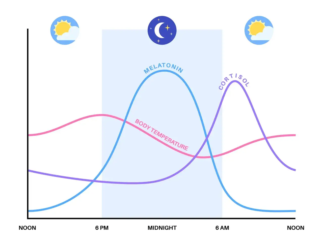 Grafico mostra i cicli di melatonina, temperatura corporea e cortisolo. Il caff&egrave; pu&ograve; influenzare il cortisolo.